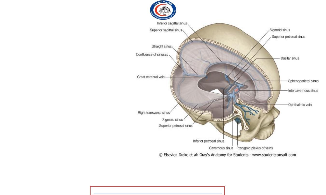 Blood supply of spinal cord pdf - D. Rafid - Muhadharaty