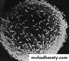 Spermatogenesis pptx - D. Sumeya - Muhadharaty