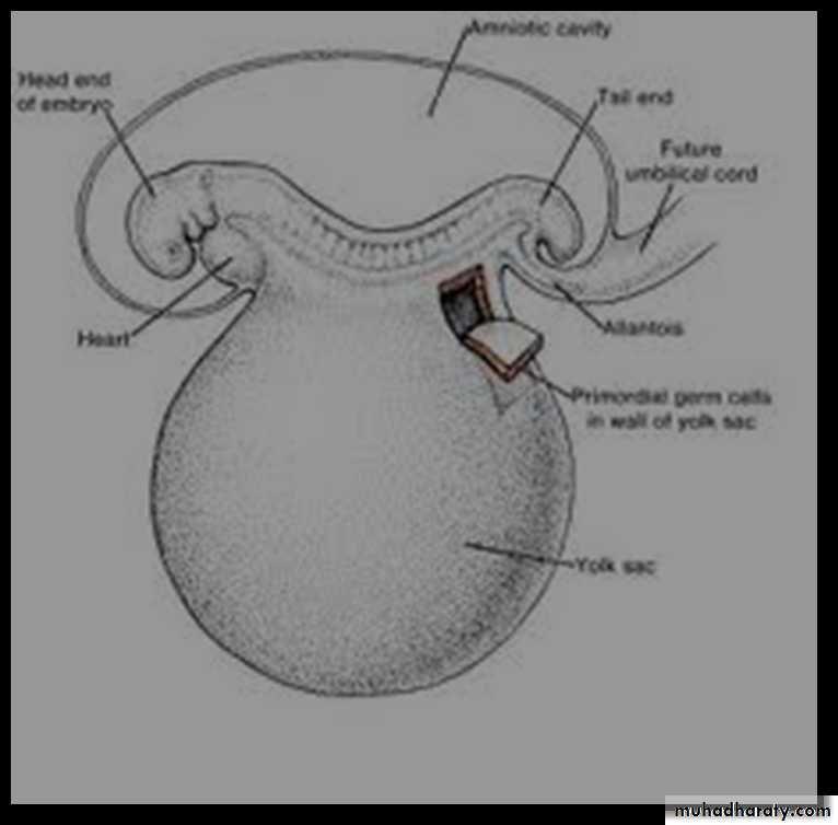 Spermatogenesis pptx - D. Sumeya - Muhadharaty