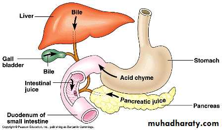 Stomach pptx - D. Alaa - Muhadharaty