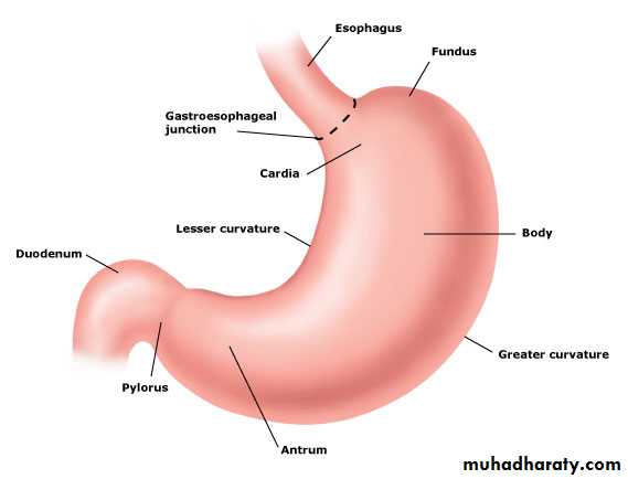 Motor Functions of the Stomach pptx - D. Noor - Muhadharaty