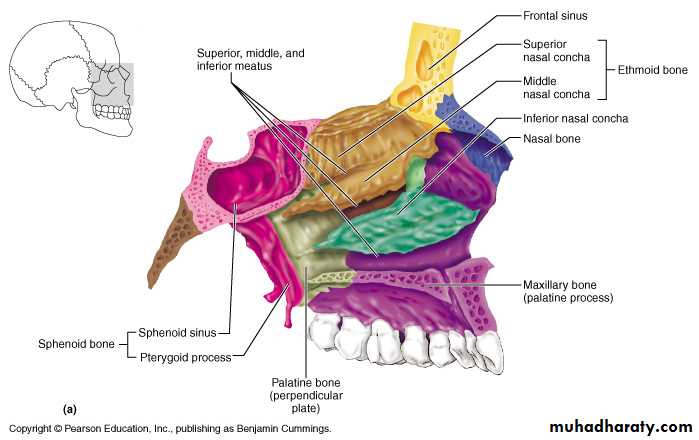 Anatomy of Nose and Paranasal Sinus pptx - D. Mushtaq - Muhadharaty