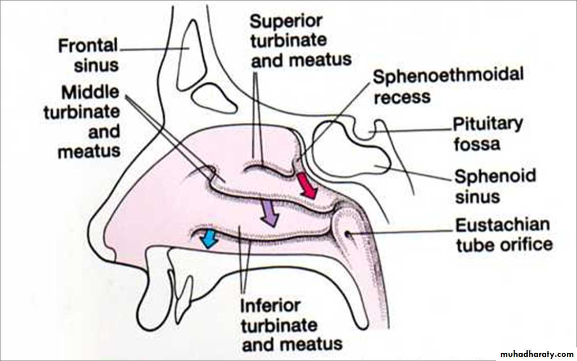 Anatomy of Nose and Paranasal Sinus pptx - D. Mushtaq - Muhadharaty