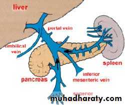 Artery Supply of the GUT pptx - D. Alaa - Muhadharaty