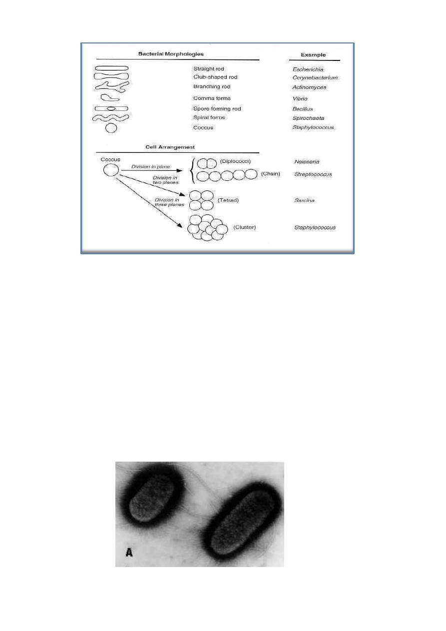 Anatomy of bacteria pdf - أ.م.د.وئام سعد عبد الحمزة - Muhadharaty