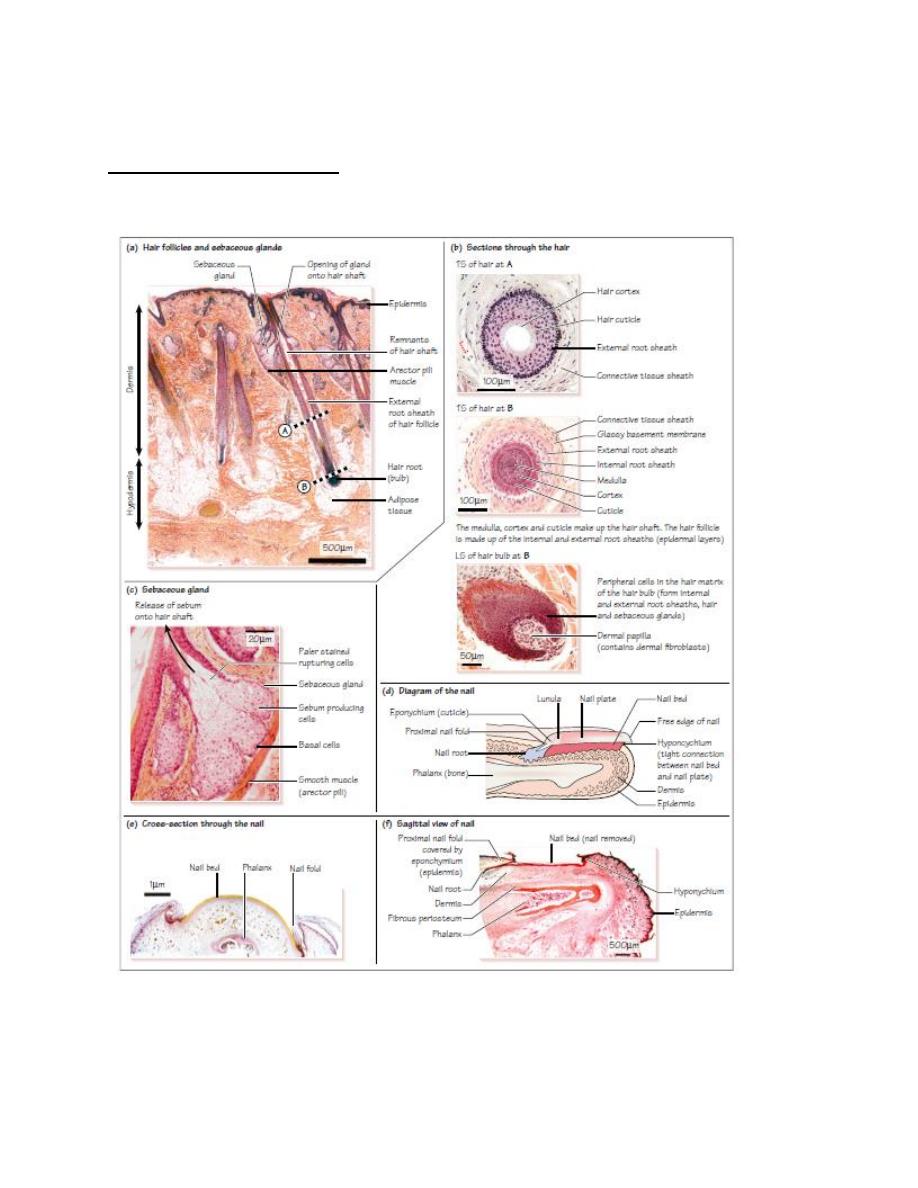 Skin Appendages pdf - D. Ahmed - Muhadharaty