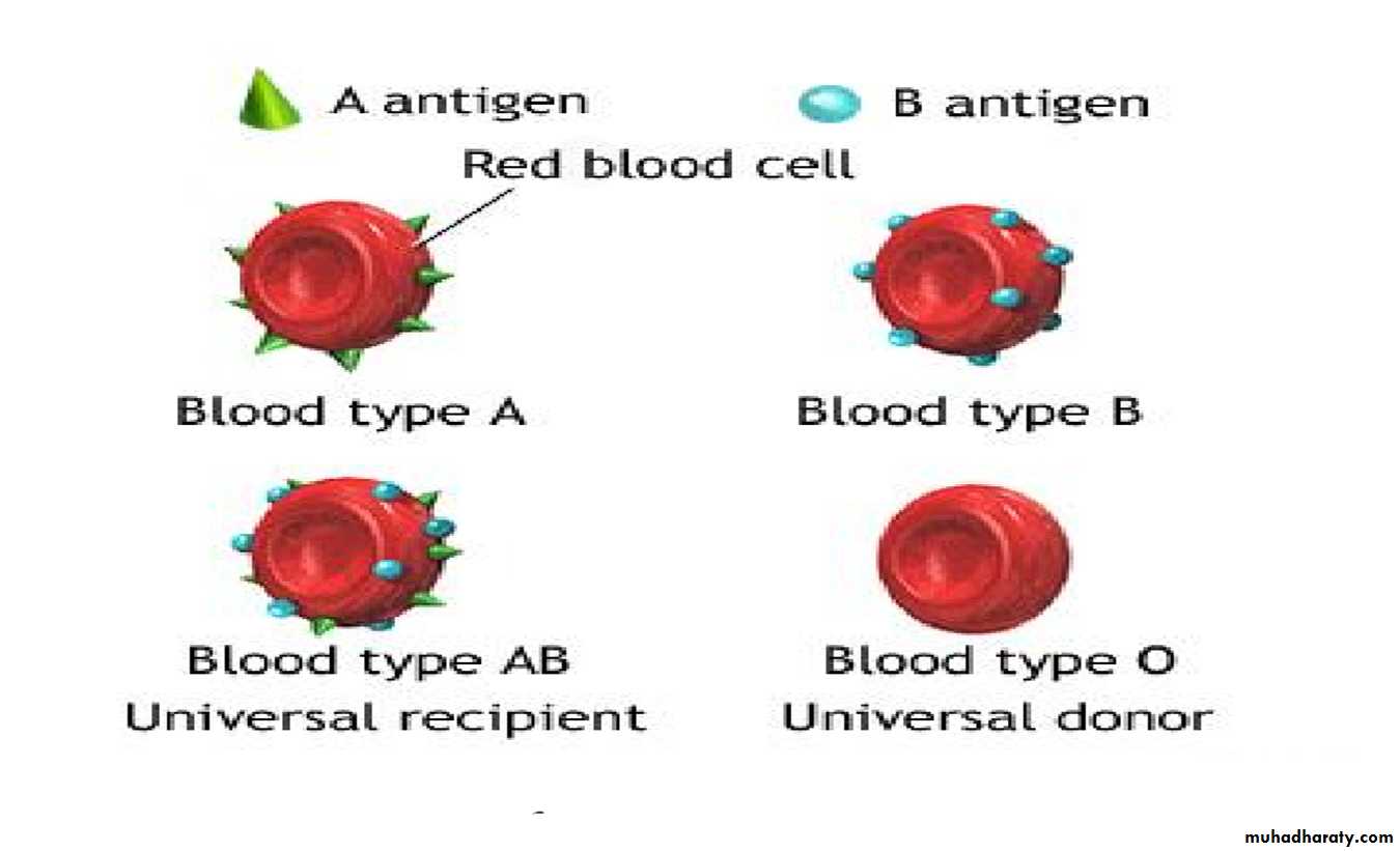 Blood Typing & Transfusion Physiology docx - D. Suroor - Muhadharaty