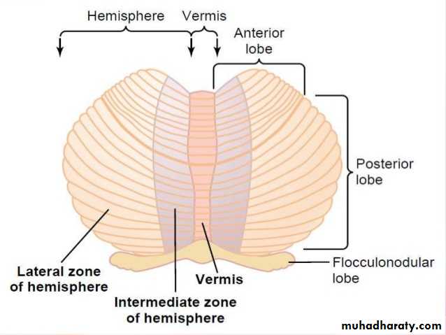 Lobe Of Brain Docx D Noor Muhadharaty