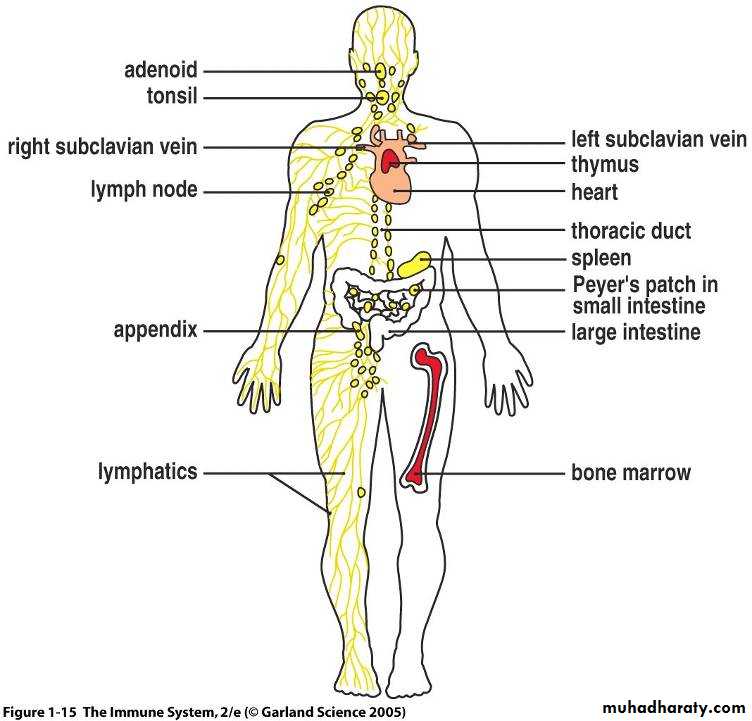 The Immunological System pptx - D. Fadhel - Muhadharaty