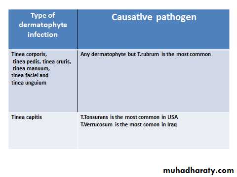 Dermatophyte Infection What Is It Causes Signs And Sy - vrogue.co