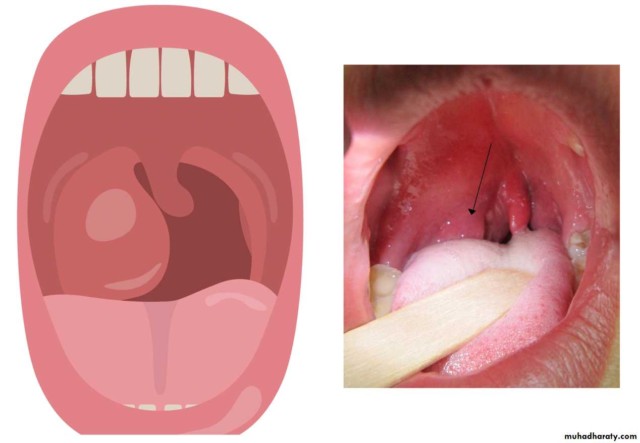 The Histology of Respiratory System docx - D. Rasha - Muhadharaty