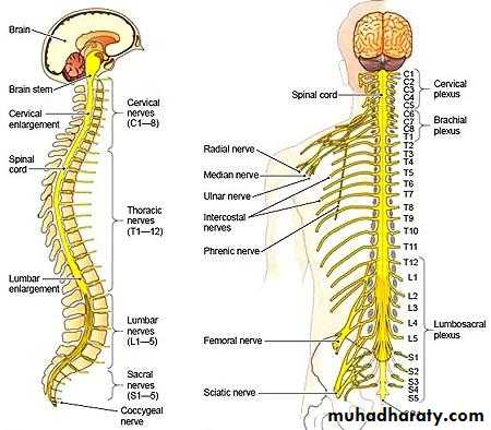 Spinal Cord docx - D. Noor - Muhadharaty