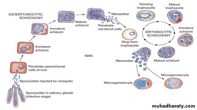 Coccidia docx - D. Amel - Muhadharaty