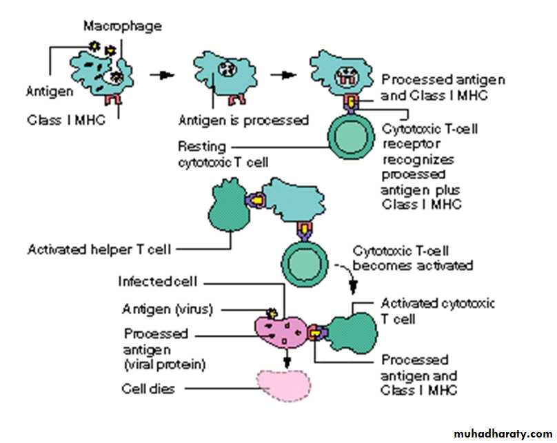 Immune System Pptx - D. Suroor - Muhadharaty