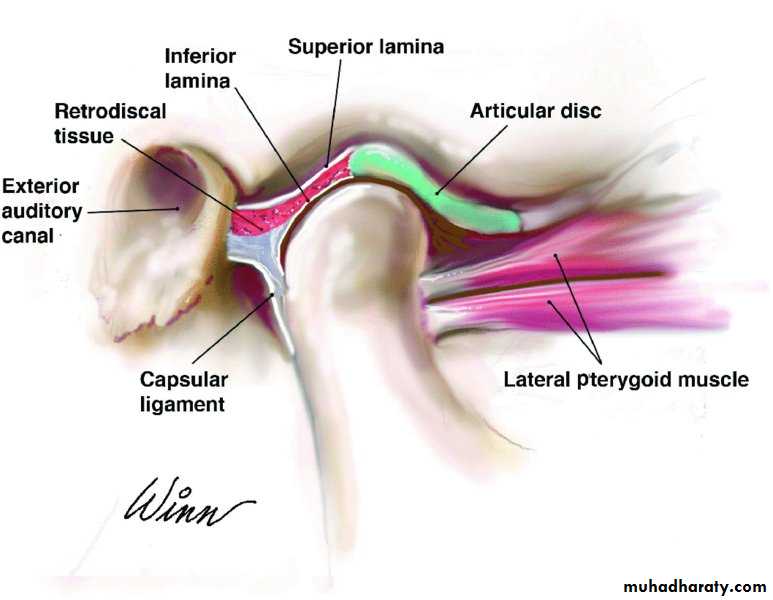 Суставной диск. Связка суставного диска ВНЧС. Биламинарная зона височно-нижнечелюстного сустава.