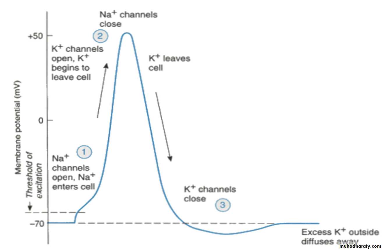 Physiology of Neuron pptx - D. Suroor - Muhadharaty