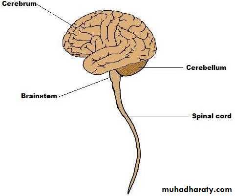 Introduction to Neuroanatomy pptx - D. Sara - Muhadharaty