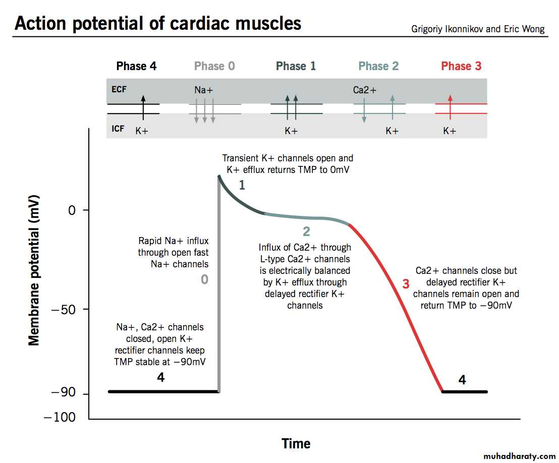 cardiac-action-potential-pptx-d-noor-muhadharaty