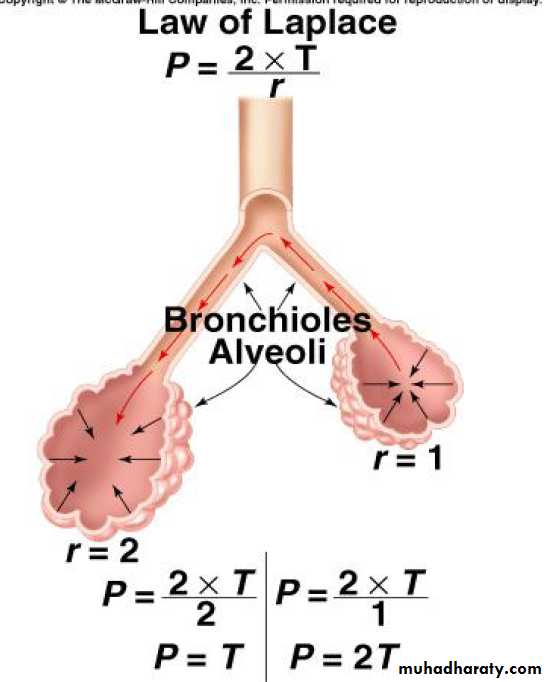 Physical Properties Of The Lungs Pptx - D. Suroor - Muhadharaty