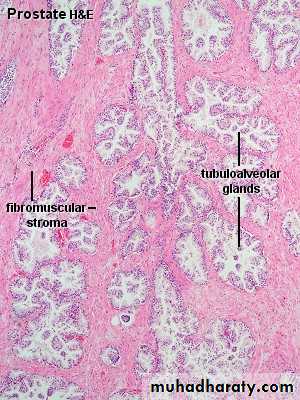 Male Reproductive System pptx - D. Hameed - Muhadharaty