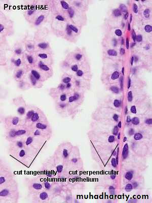 Male Reproductive System pptx - D. Hameed - Muhadharaty