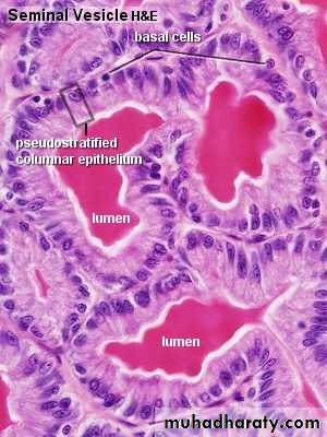 Male Reproductive System pptx - D. Hameed - Muhadharaty