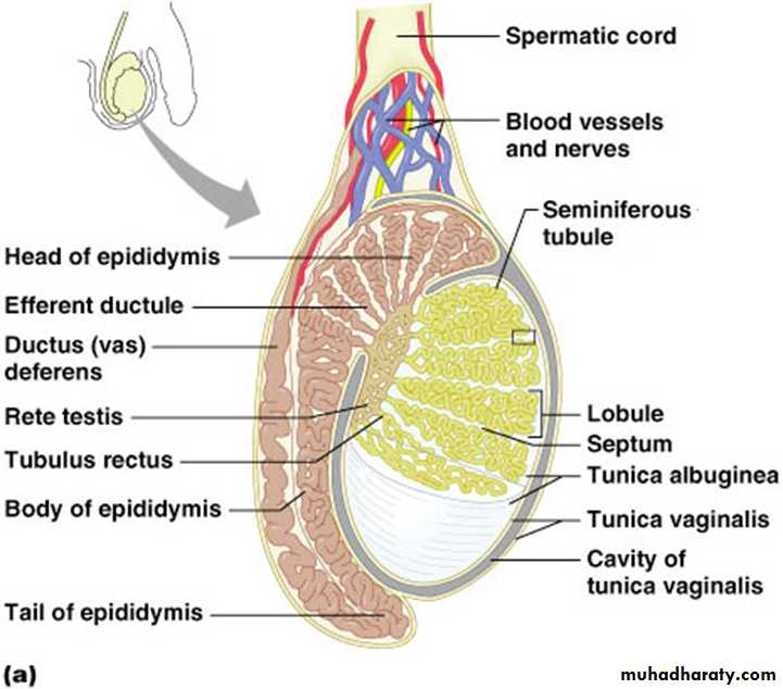 Male Reproductive System pptx - D. Hameed - Muhadharaty