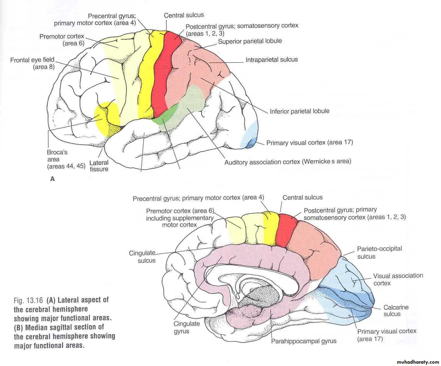 Cerebrum 2 pptx - D. Sara - Muhadharaty