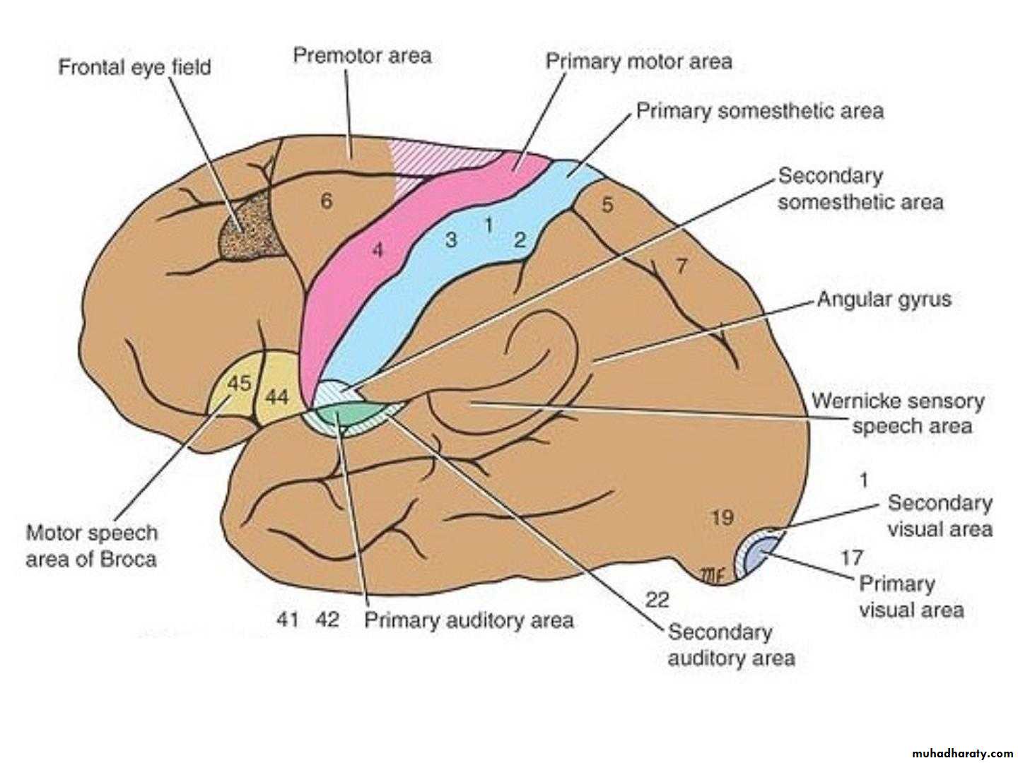 Cerebrum 2 pptx - D. Sara - Muhadharaty