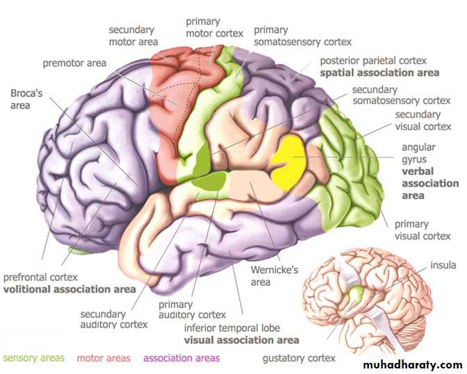 Cerebrum 2 pptx - D. Sara - Muhadharaty