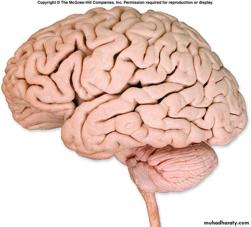 Cerebrum 2 pptx - D. Sara - Muhadharaty