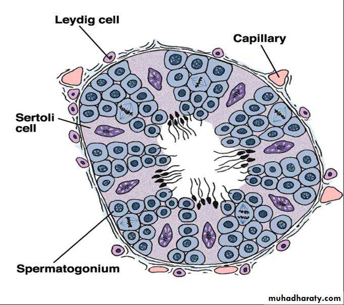 Male reproductive system pptx - D. Hameed - Muhadharaty