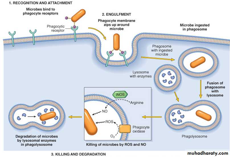 Inflammation ppt - D. Hammed - Muhadharaty