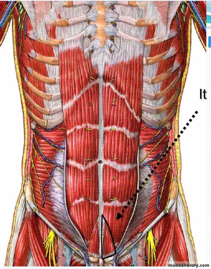 Мышцы живота анатомия. Musculus pyramidalis. Pyramidalis muscle анатомия. Пирамидальная мышца живота анатомия. Мышцы живота пирамидальная мышца.