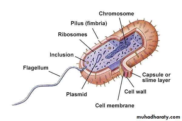 Bacteria Structures ppt - D. Saad - Muhadharaty