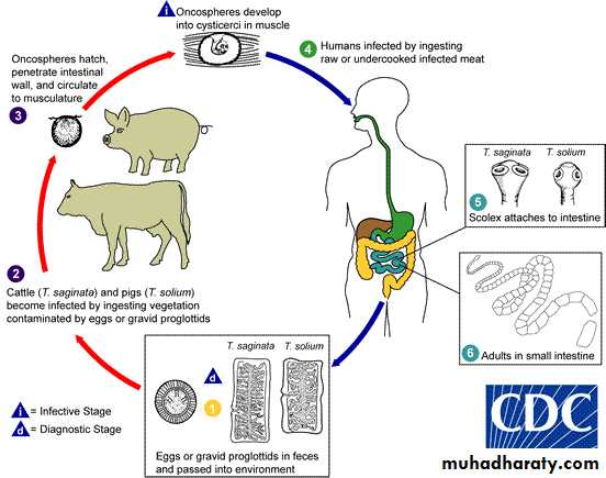 Introduction to the Parasite pptx - D. Amal - Muhadharaty