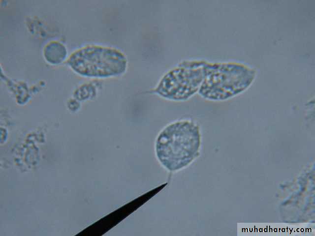 Species of Trichomonas ppt - D. Amal - Muhadharaty