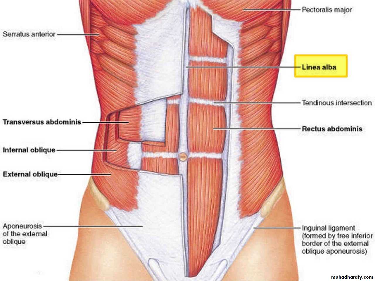 Linea Alba abdominis