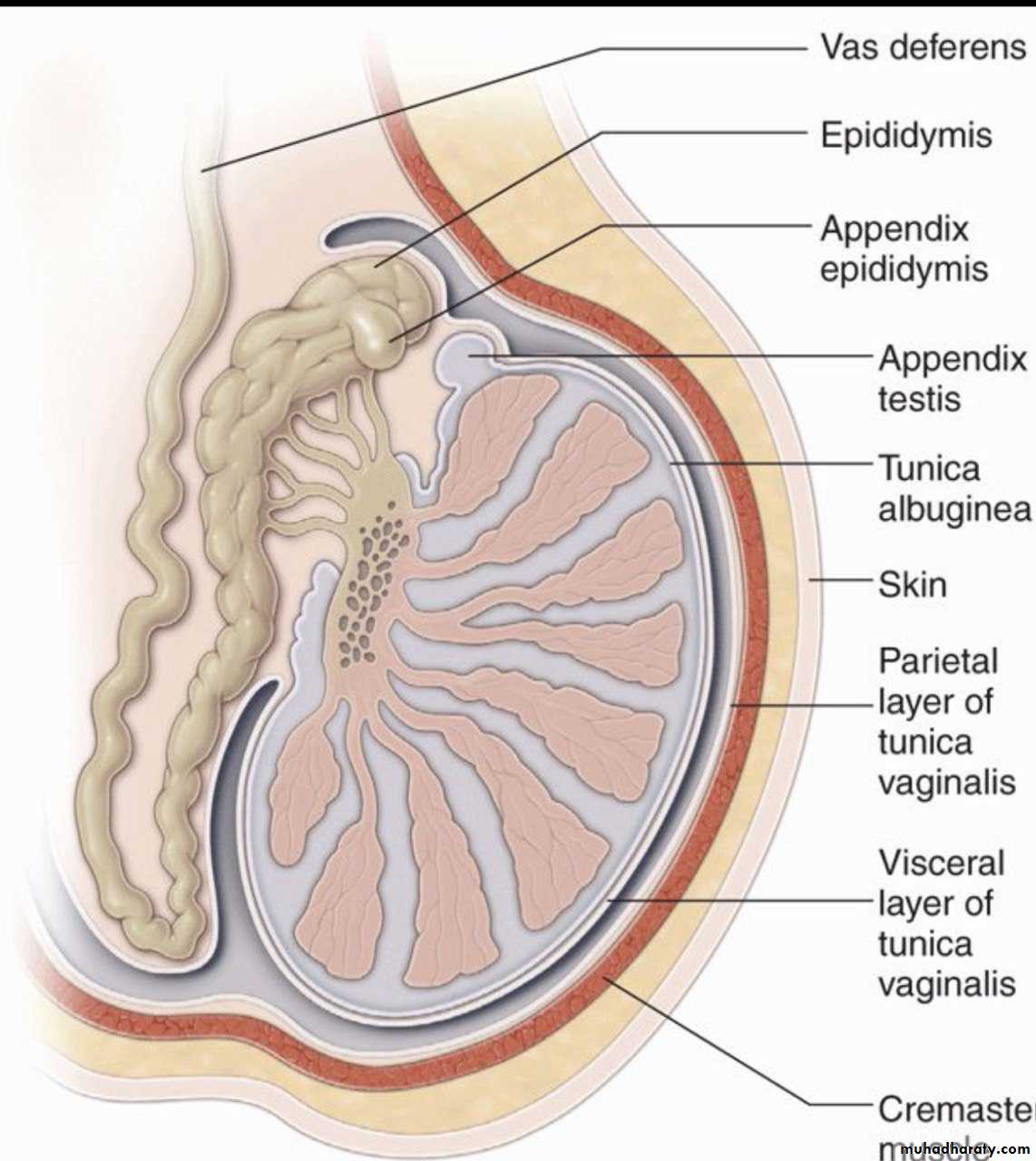 Канатик яичка. Epididymis анатомия. Яички анатомия epididymis.