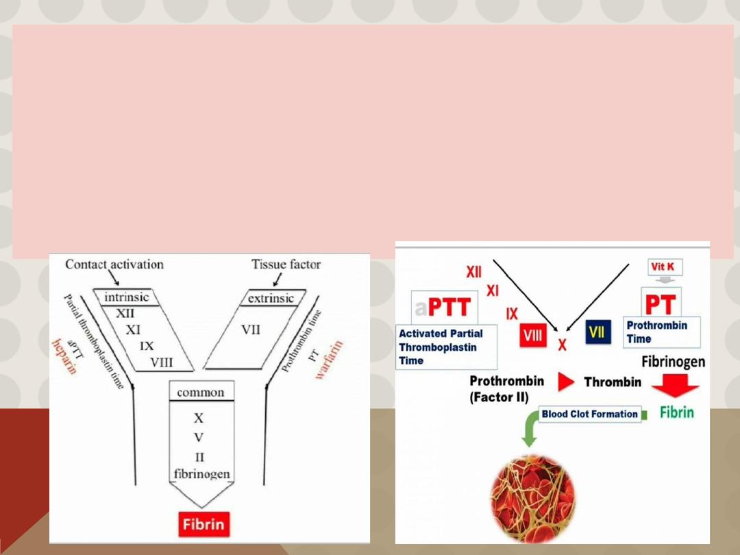 Blood Coagulation Pdf - D. Suroor - Muhadharaty