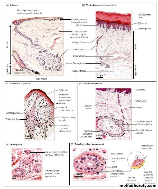 Histology of Skin docx - D. Ahmed - Muhadharaty