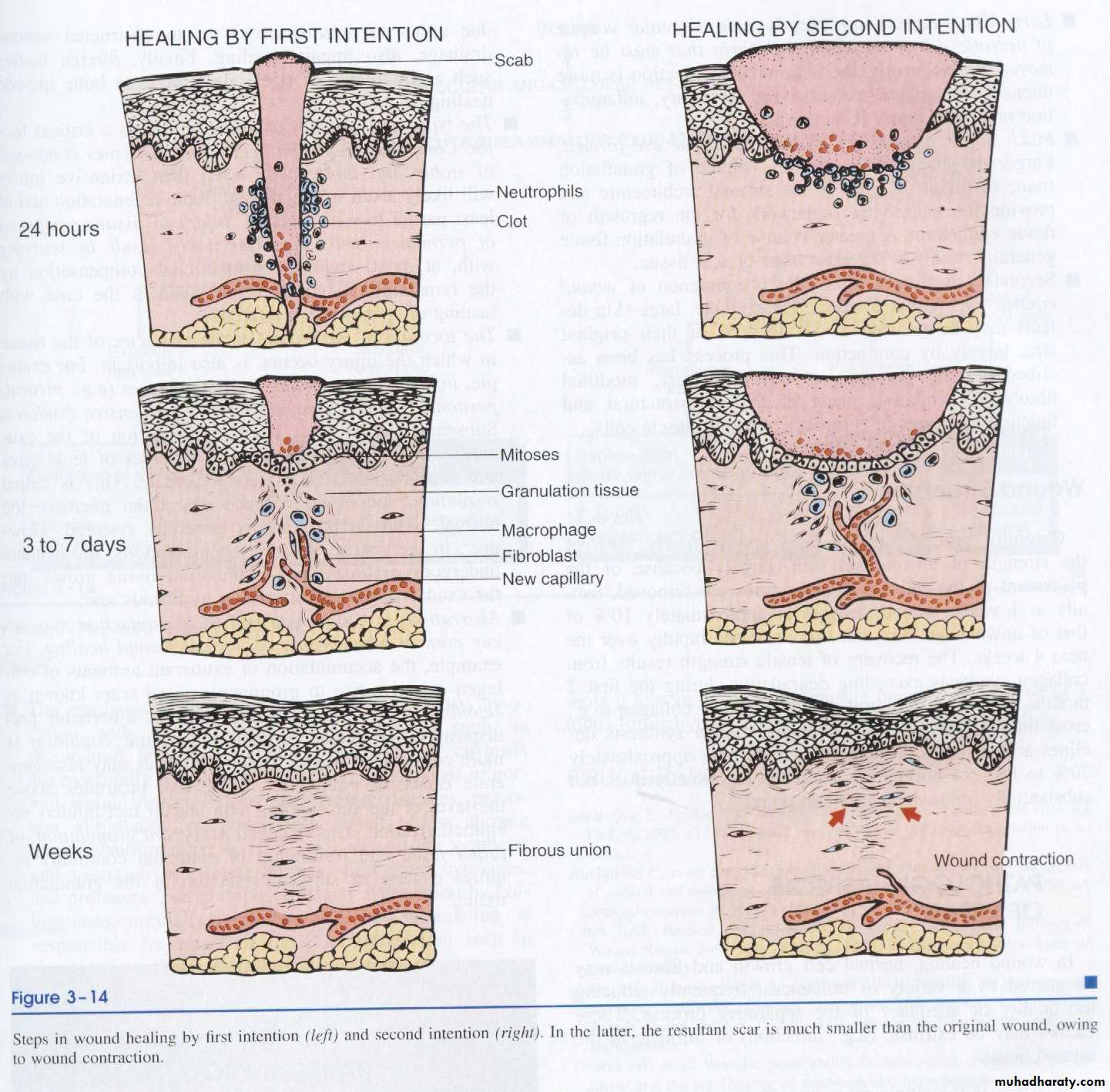 Definition Healing ppt - D. Lamia - Muhadharaty