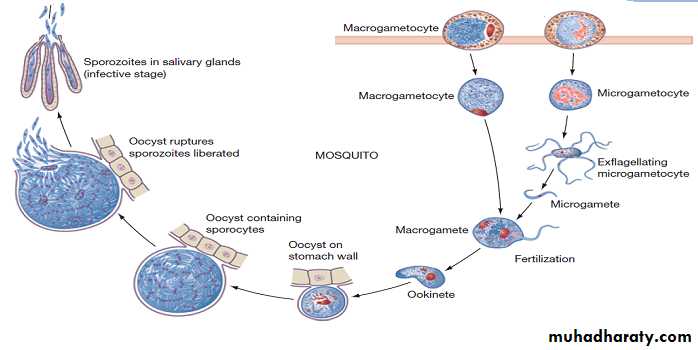 Sporozoa Coccidia docx - D. Amal - Muhadharaty