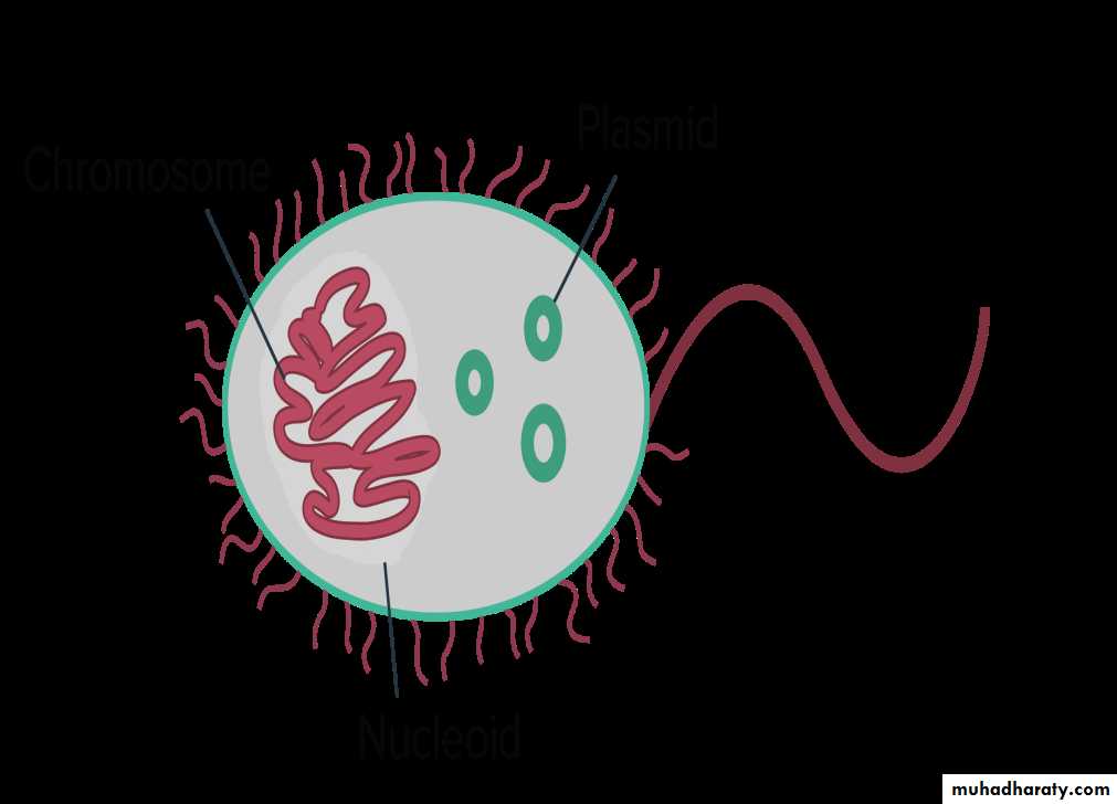 Microbial Genetics Pptx D Zainab Muhadharaty