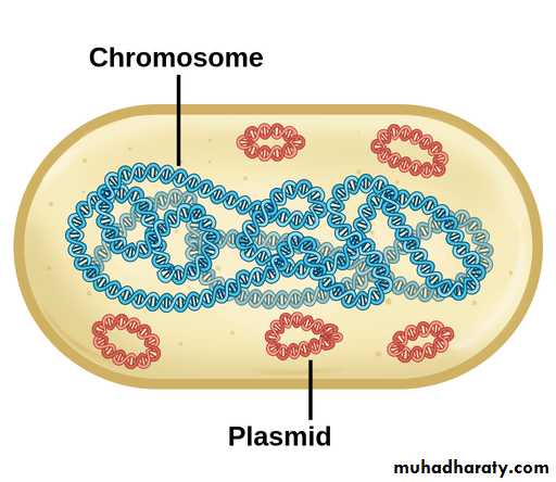 Microbial Genetics pptx - D. Zainab - Muhadharaty