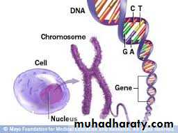Microbial Genetics pptx - D. Zainab - Muhadharaty