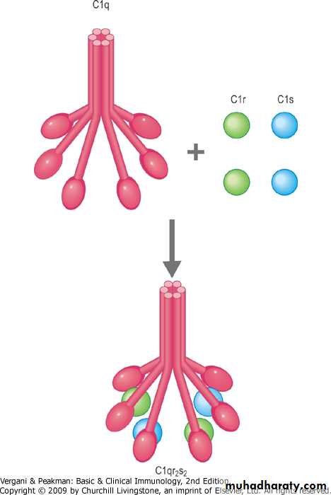 Complement pptx - D. Minen - Muhadharaty