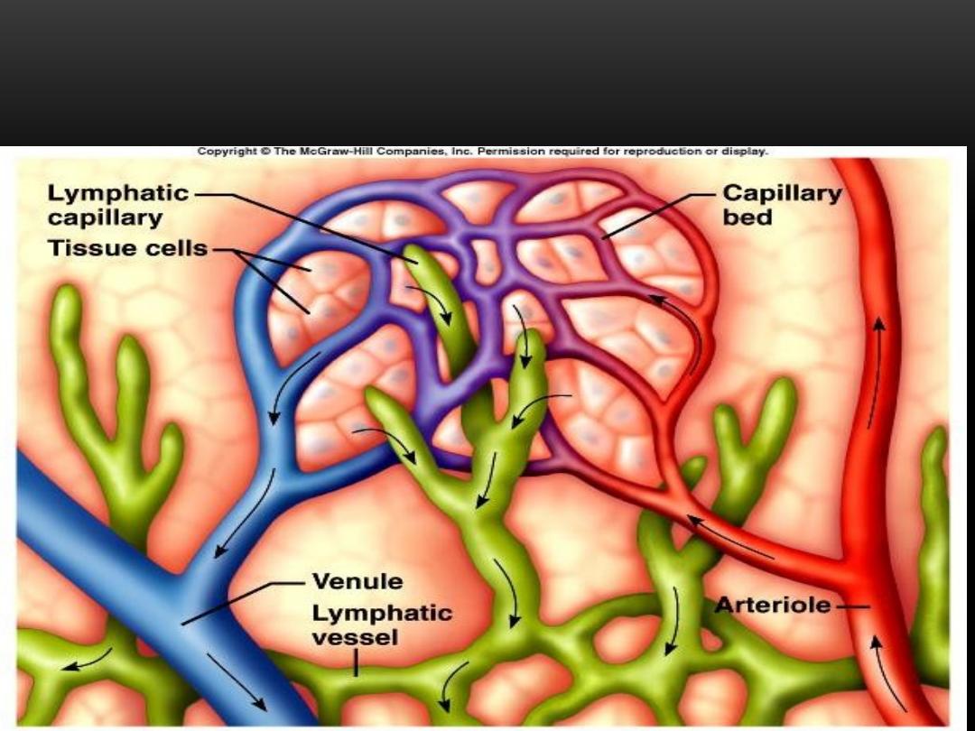 HISTOLOGY OF LYMPHATIC SYSTEM pdf - Dr. Elham Majed - Muhadharaty