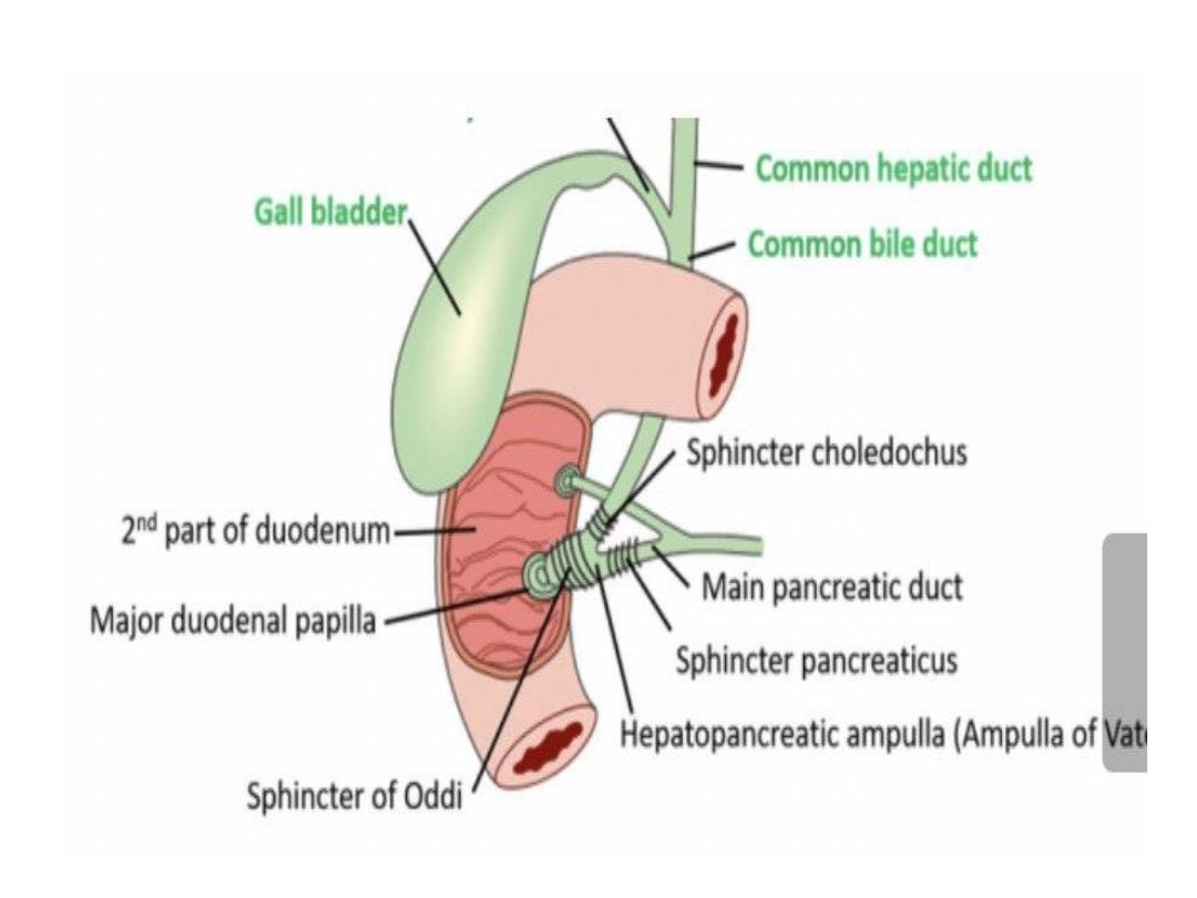 Stomach and Small Bowel pdf - D. Raya - Muhadharaty