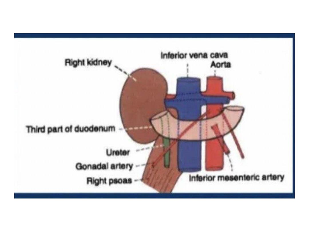 Stomach and Small Bowel pdf - D. Raya - Muhadharaty